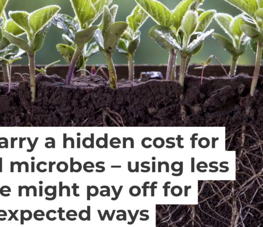 The activity of tiny microbes in and around the roots of crops such as soybeans are valuable for their growth. Oleh Malshakov/iStock/Getty Images Plus